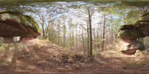 A HDR image of a forest used for 3D purposes